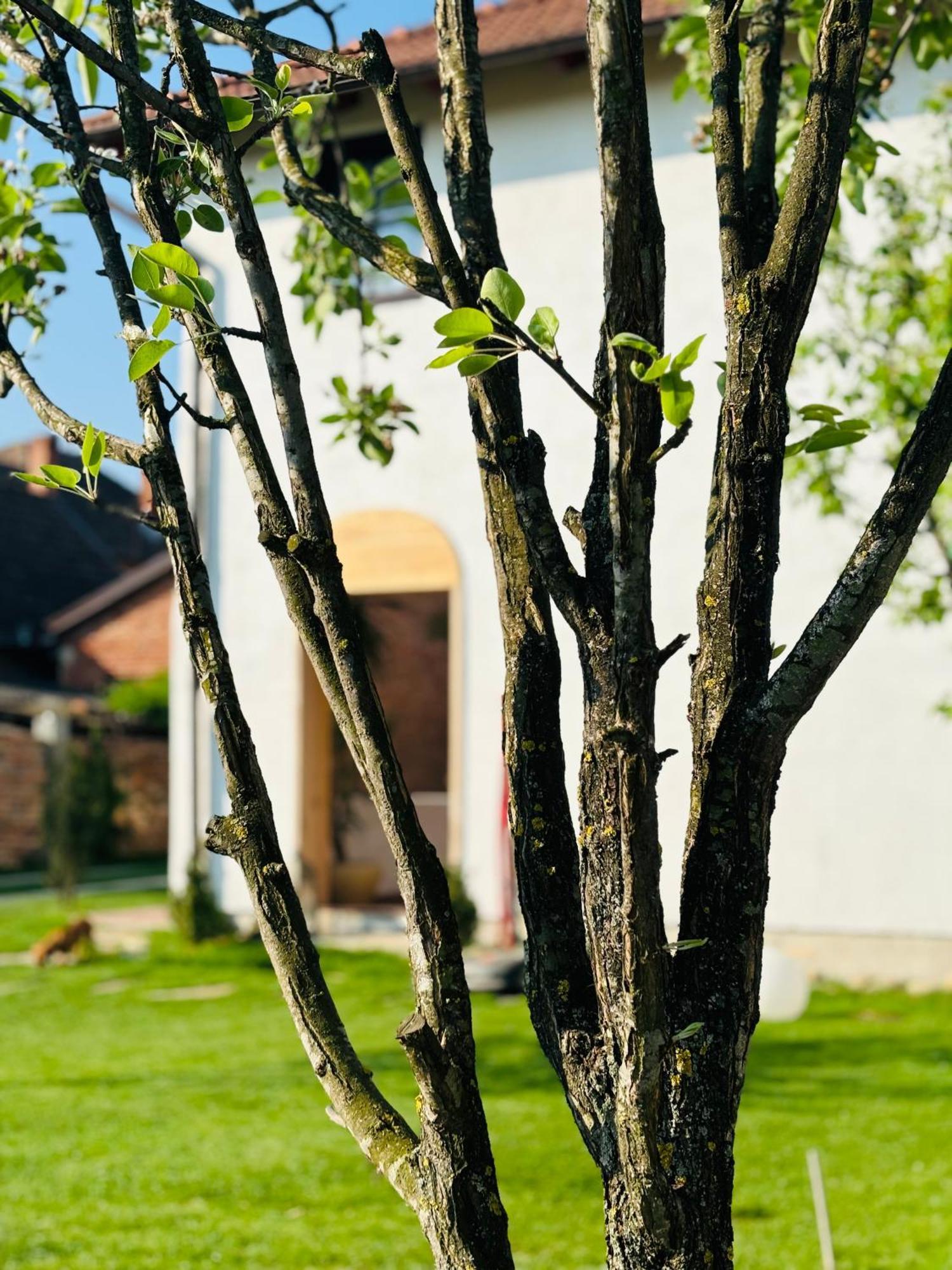 Elma Guesthouse Alba Iulia Exteriér fotografie